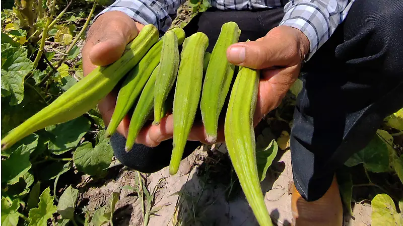 La okra es un cultivo clave en el norte de Tamaulipas